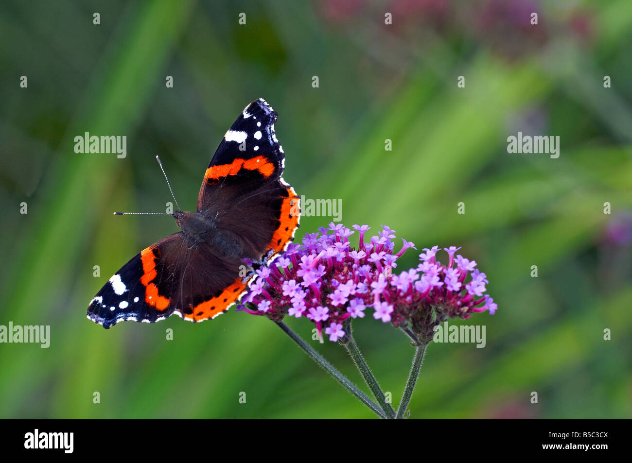 Red Admiral butterfly on a Verbena bonariensis Stock Photo