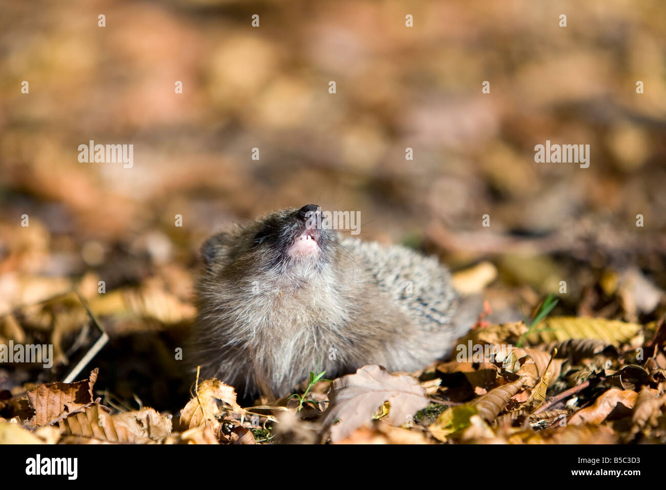 Europäischer Igel young hedgehog Erinaceus europaeus sniffing the air in a beech forest Stock Photo