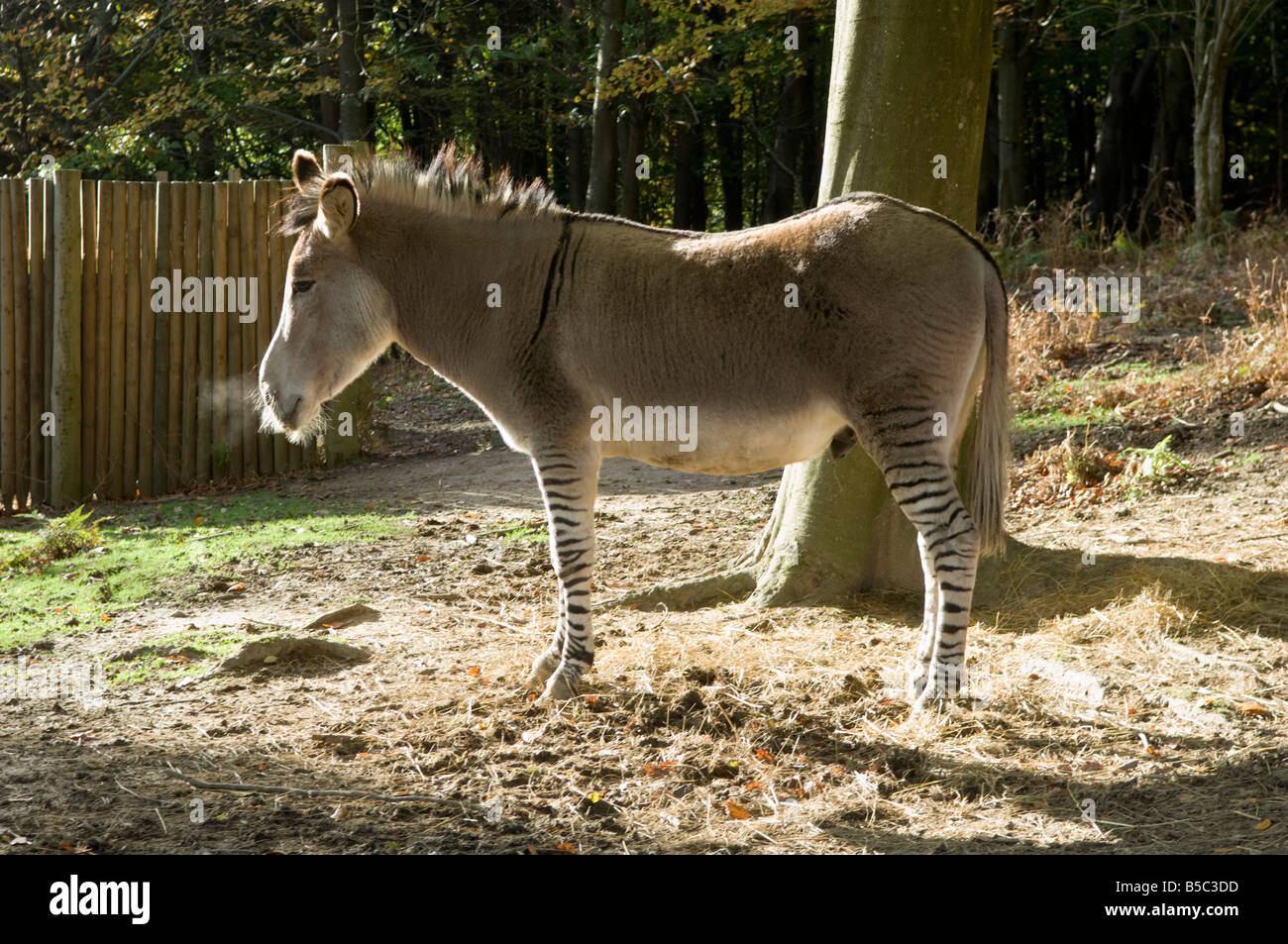 Zebra donkey hybrid hires stock photography and images Alamy