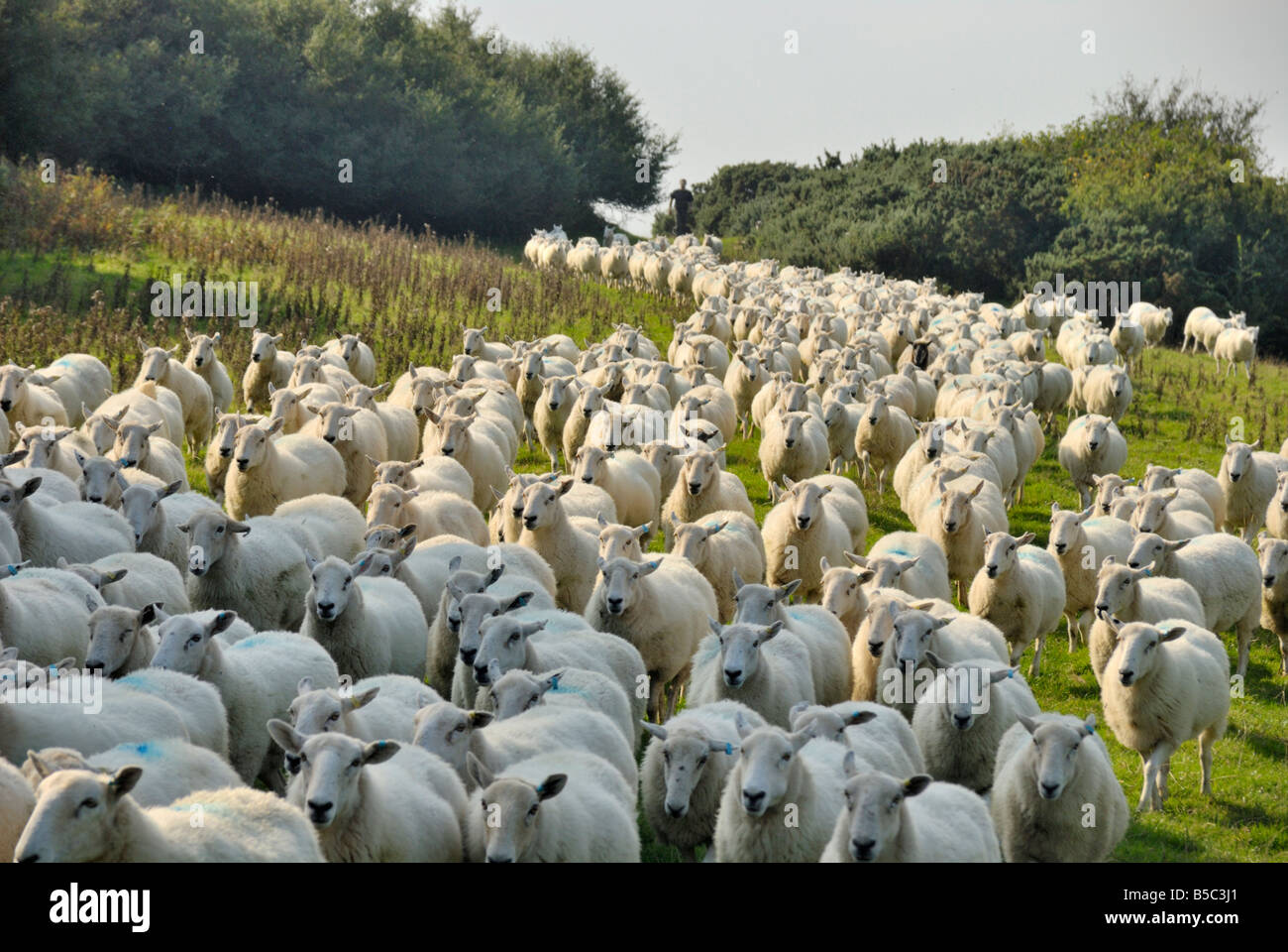 Large flock of sheep being herded Anglesey North Wales Stock Photo Alamy