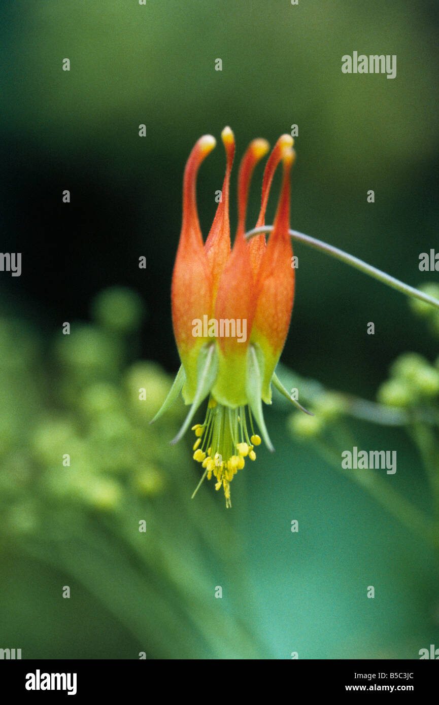A close up view of the flowering Aquilegia Skinneri Stock Photo