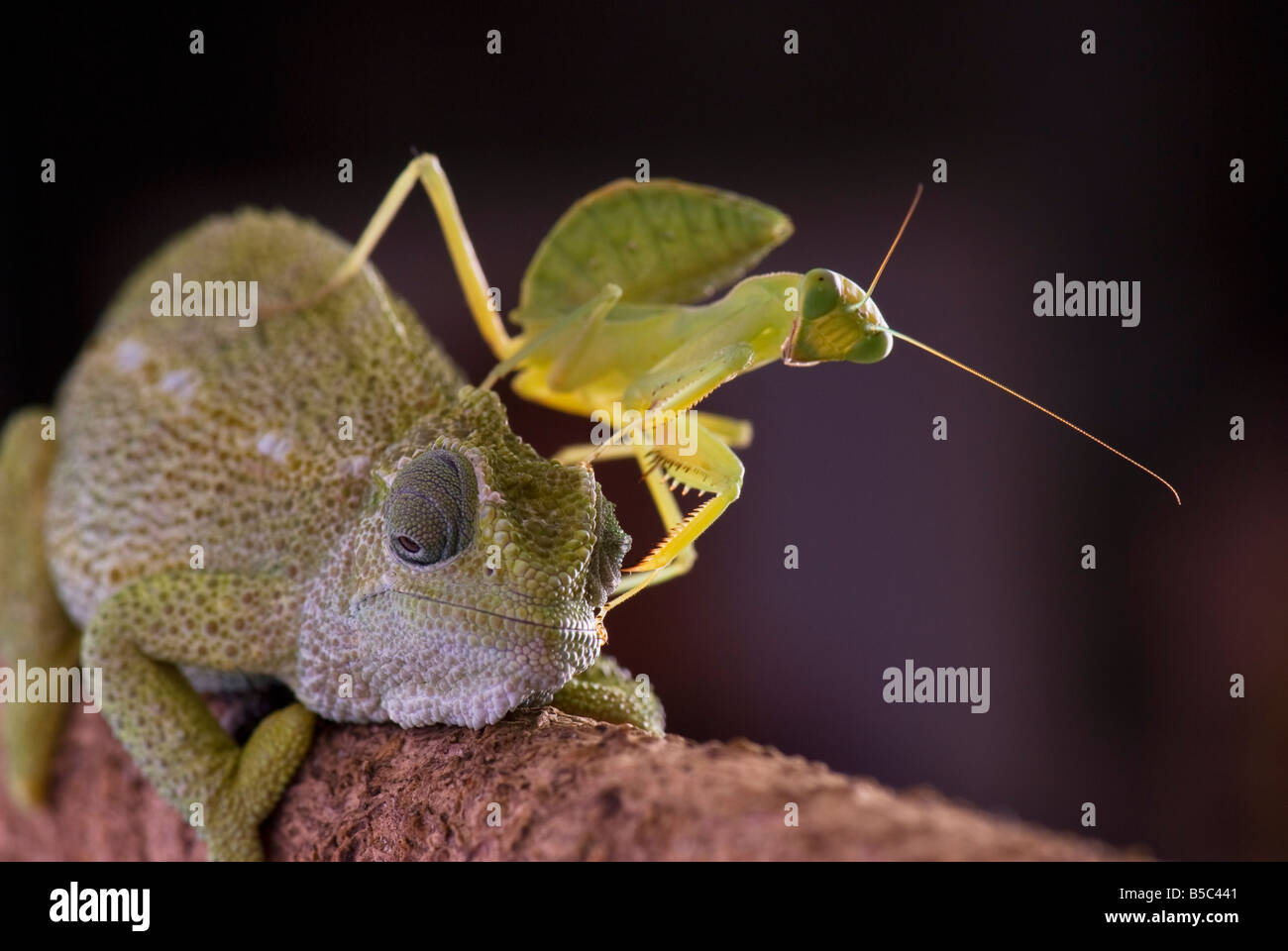Green chameleon with praying mantis Stock Photo