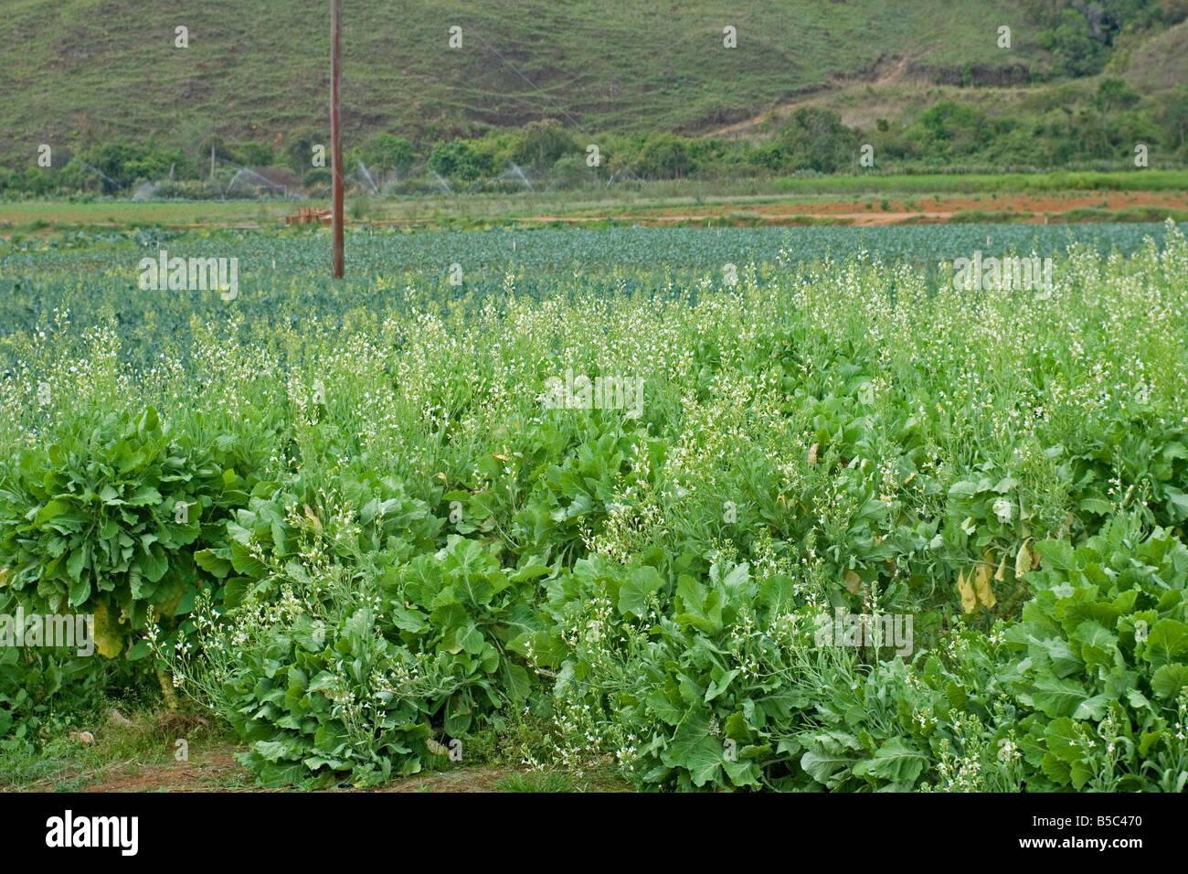 Field of collard greens hires stock photography and images Alamy