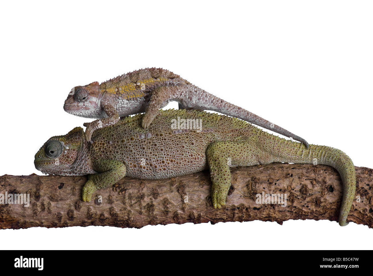 Baby chameleon climbs over back of parent Stock Photo