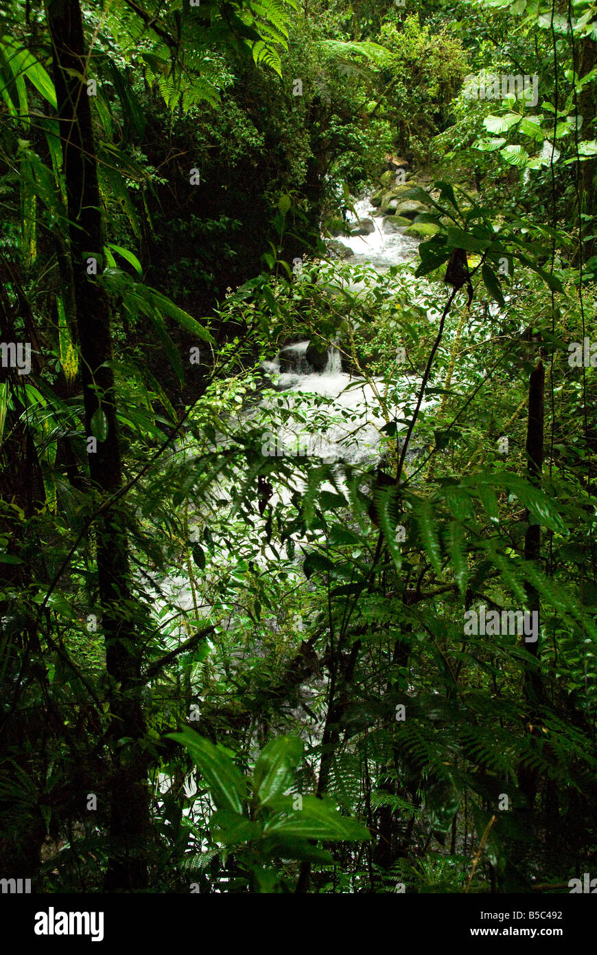 AGUA BOSQUE JUNGLA SELVA CASCADAS ARBOLES RIO VERDE LIBRE JARDIN PERDIDO LOST ESCONDIDO BELLEZA BELLO ESCONDER NATURALEZA NATURAL MOVIMIENTO AQUA Stock Photo