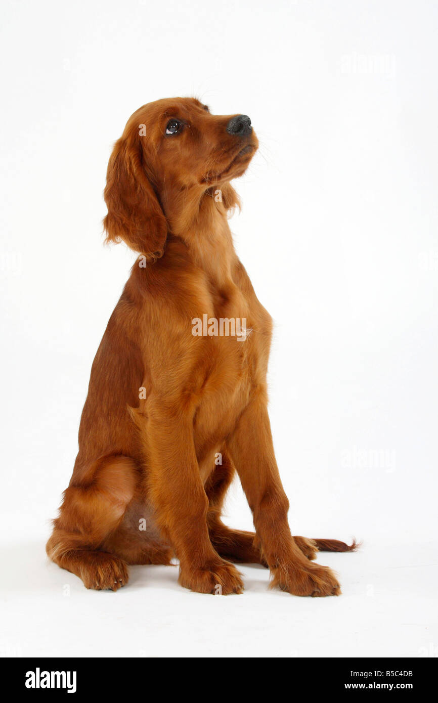 Red setter puppy hi-res stock photography and images - Alamy