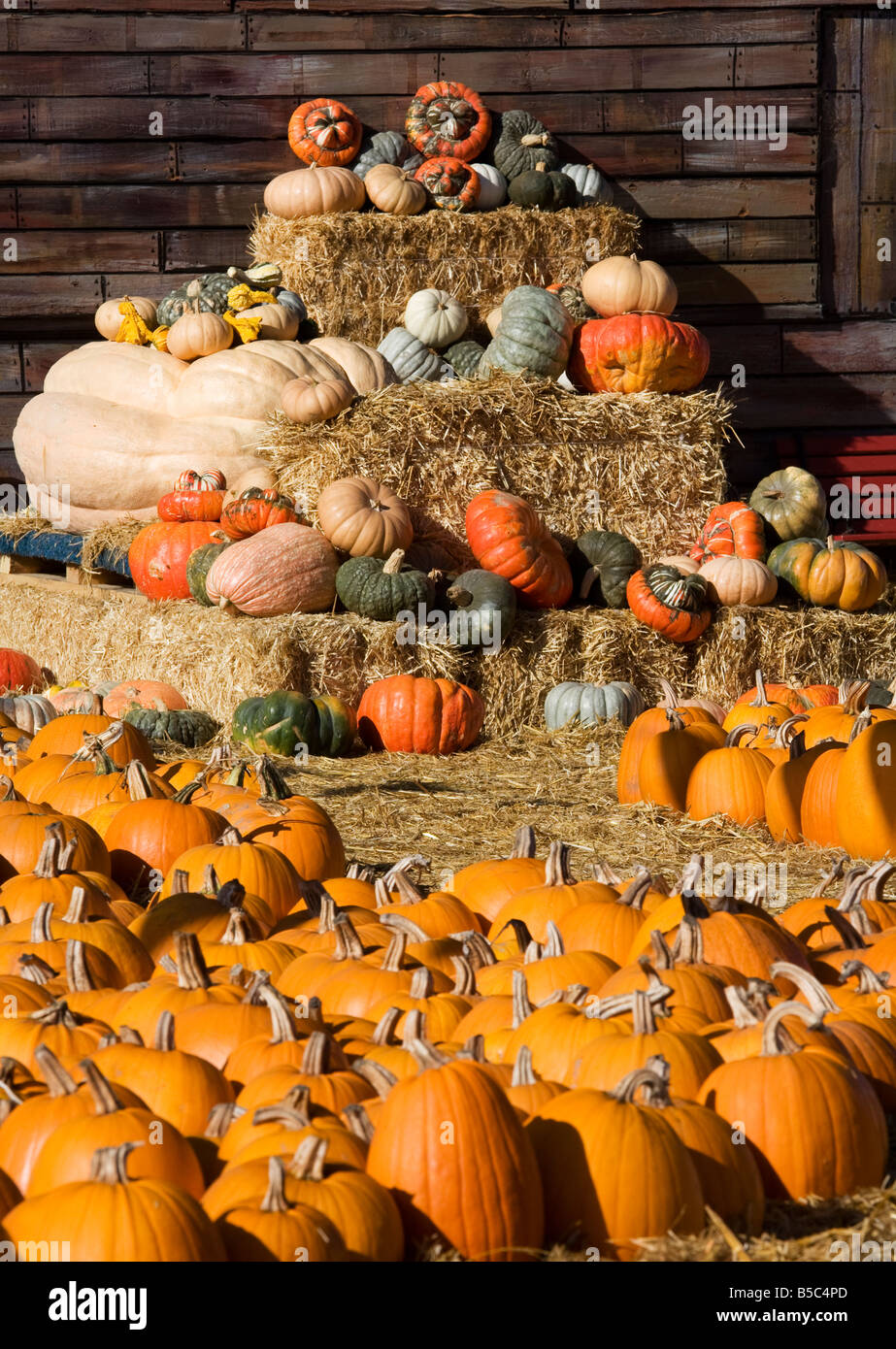 Display at a Pumpkin Patch in Half Moon Bay, California Stock Photo Alamy