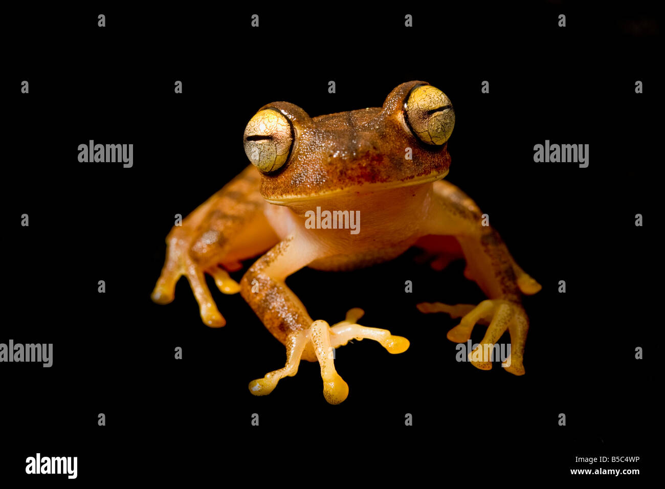 A treefrog, Hypsiboas fasciatus, in southern Ecuador Stock Photo