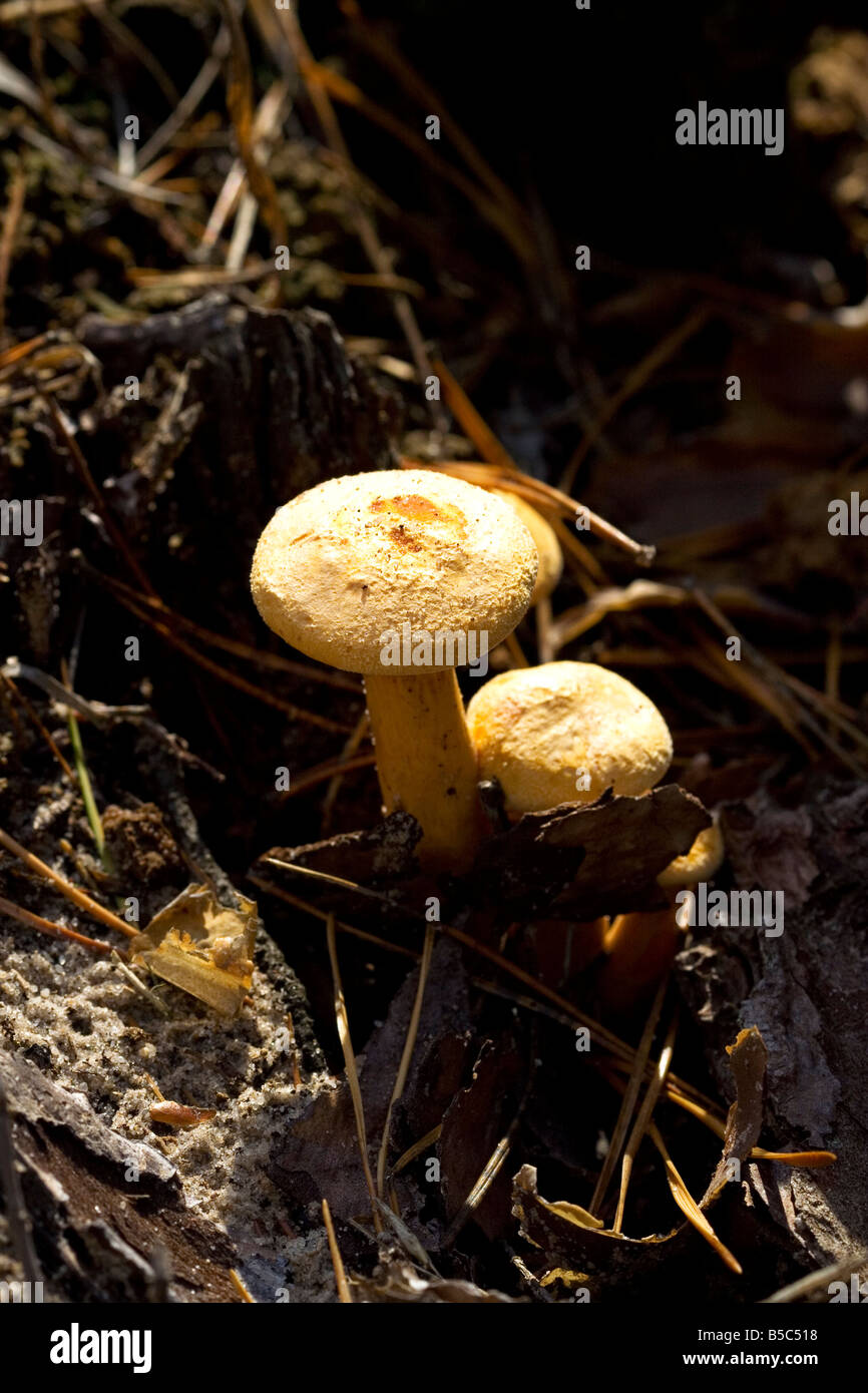 forest mushrooms Cantharellus cibarius Chanterelle Stock Photo