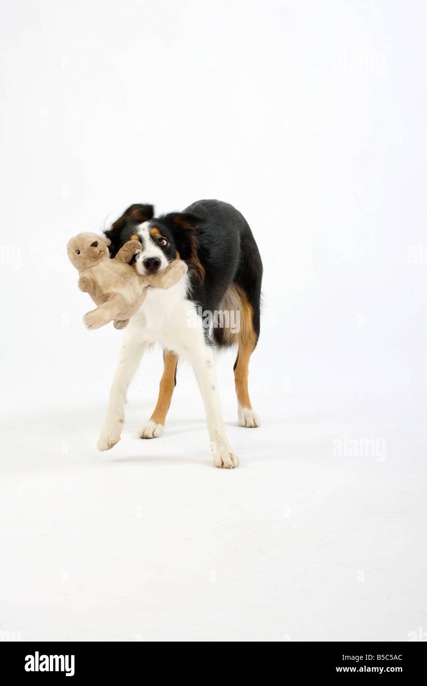 Why Do Dogs Cuddle With Toys