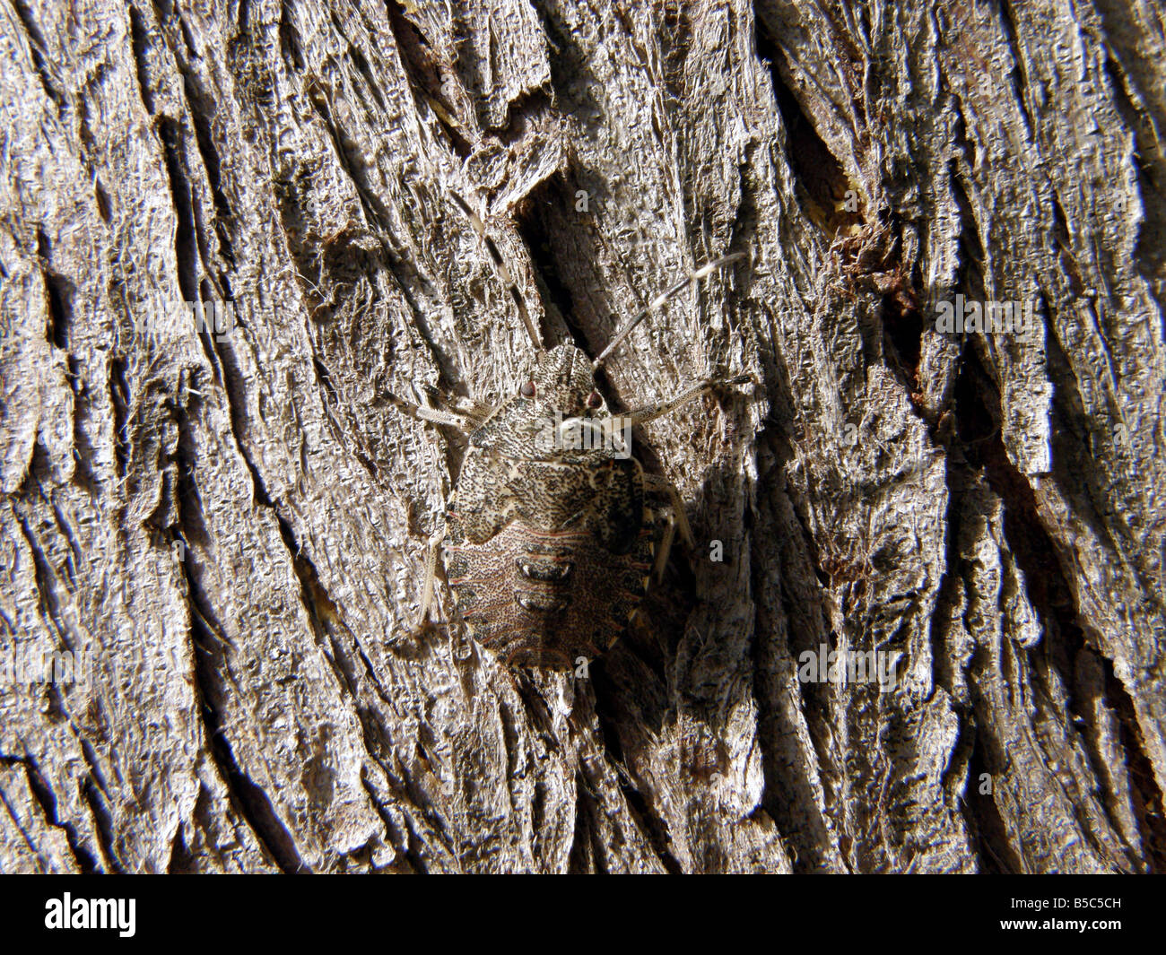 shield-bug camouflage on pencil cedar bark in Limone, Lake Garda, Italy Stock Photo