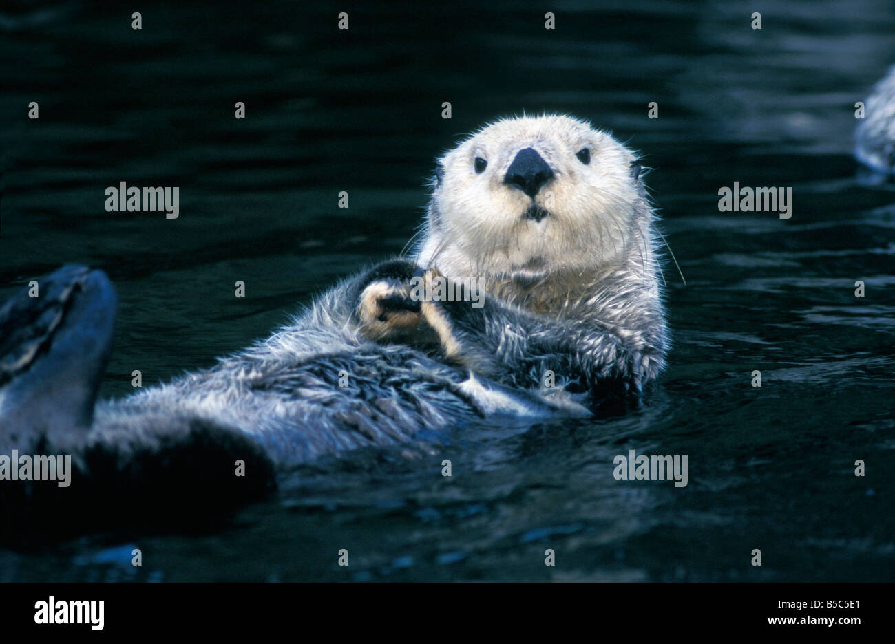 Sea Otter Enhydra Lutris Monterrey Bay California Loutre De Mer Stock Photo Alamy