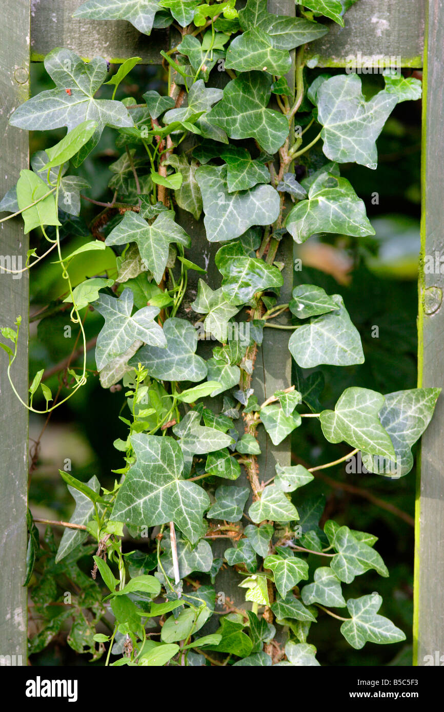 Ivy (Hedera helix) growing over wooden fence post Stock Photo