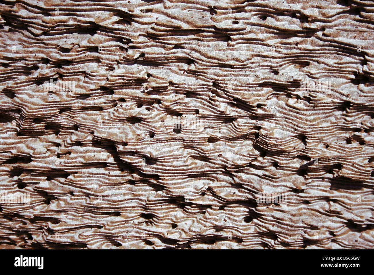 Weathered bark of a pine tree washed up on the Atlantic shore Stock Photo