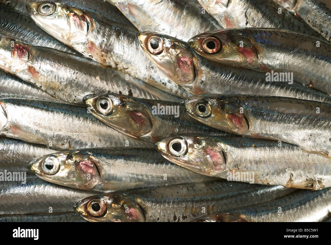 Catching sardines hires stock photography and images Alamy