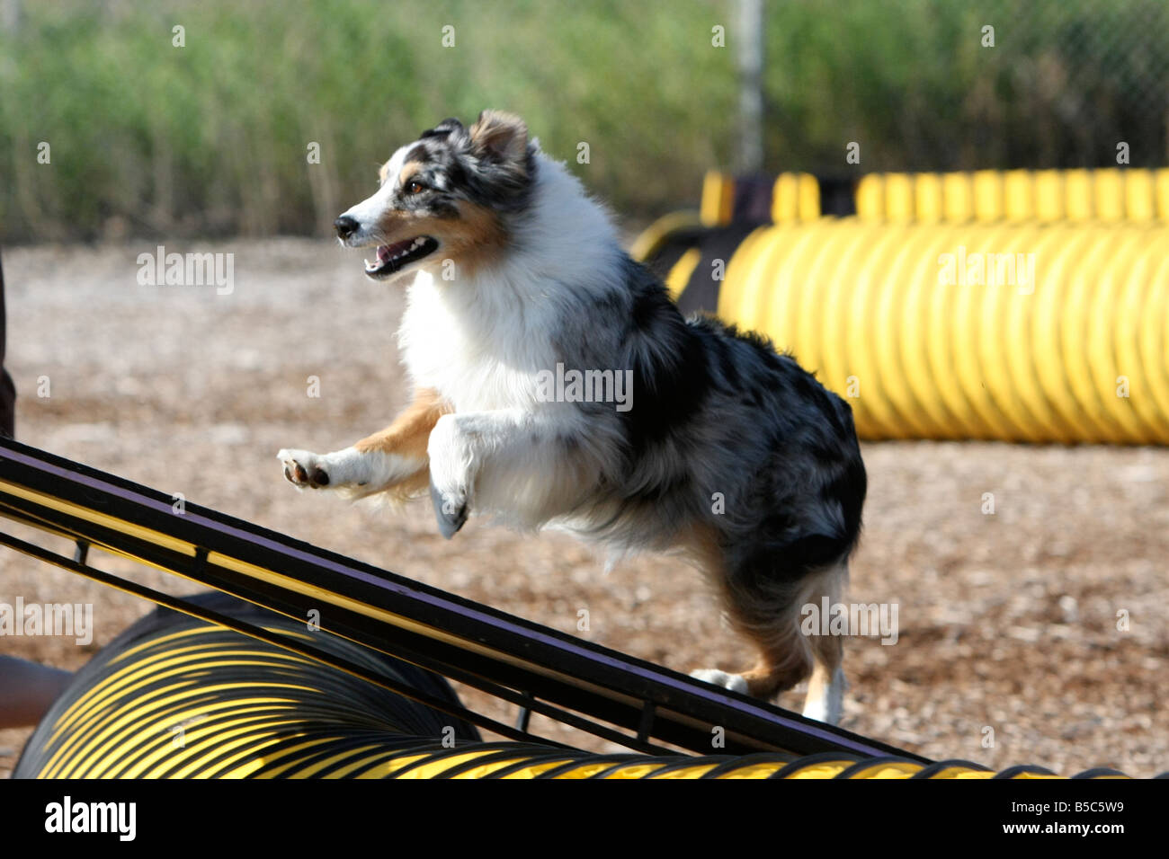 Australian shepherd running up a dog walk at an agility trial. Stock Photo