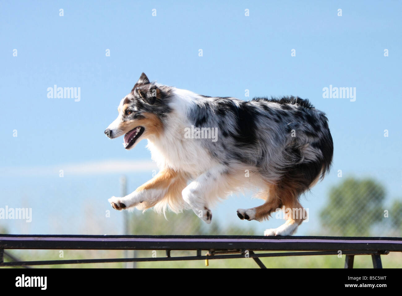 Australian shepherd running across a dog walk at an agility trial. Stock Photo