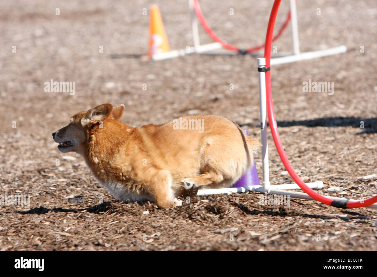 Welsh corgi dog running through a hoop at an agility trial. Stock Photo
