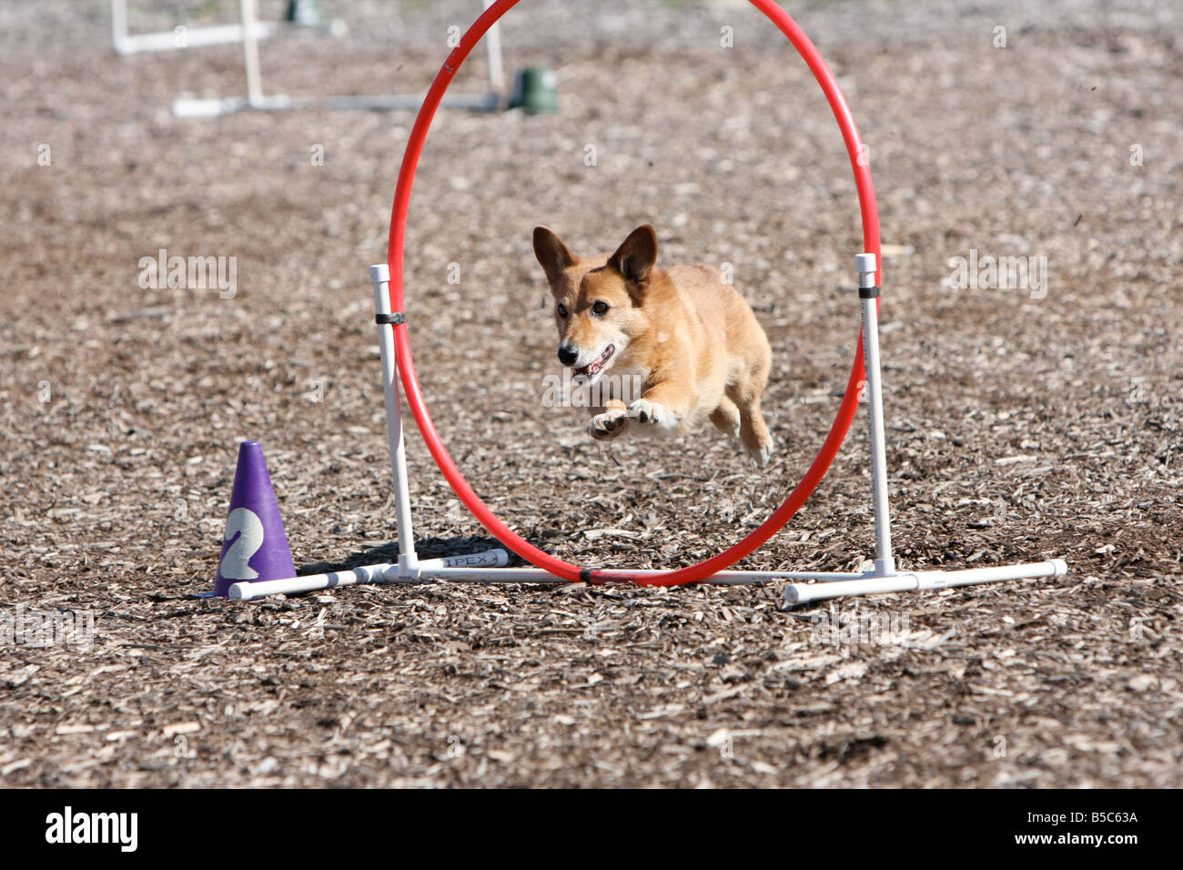 Welsh corgi dog running through a hoop at an agility trial. Stock Photo