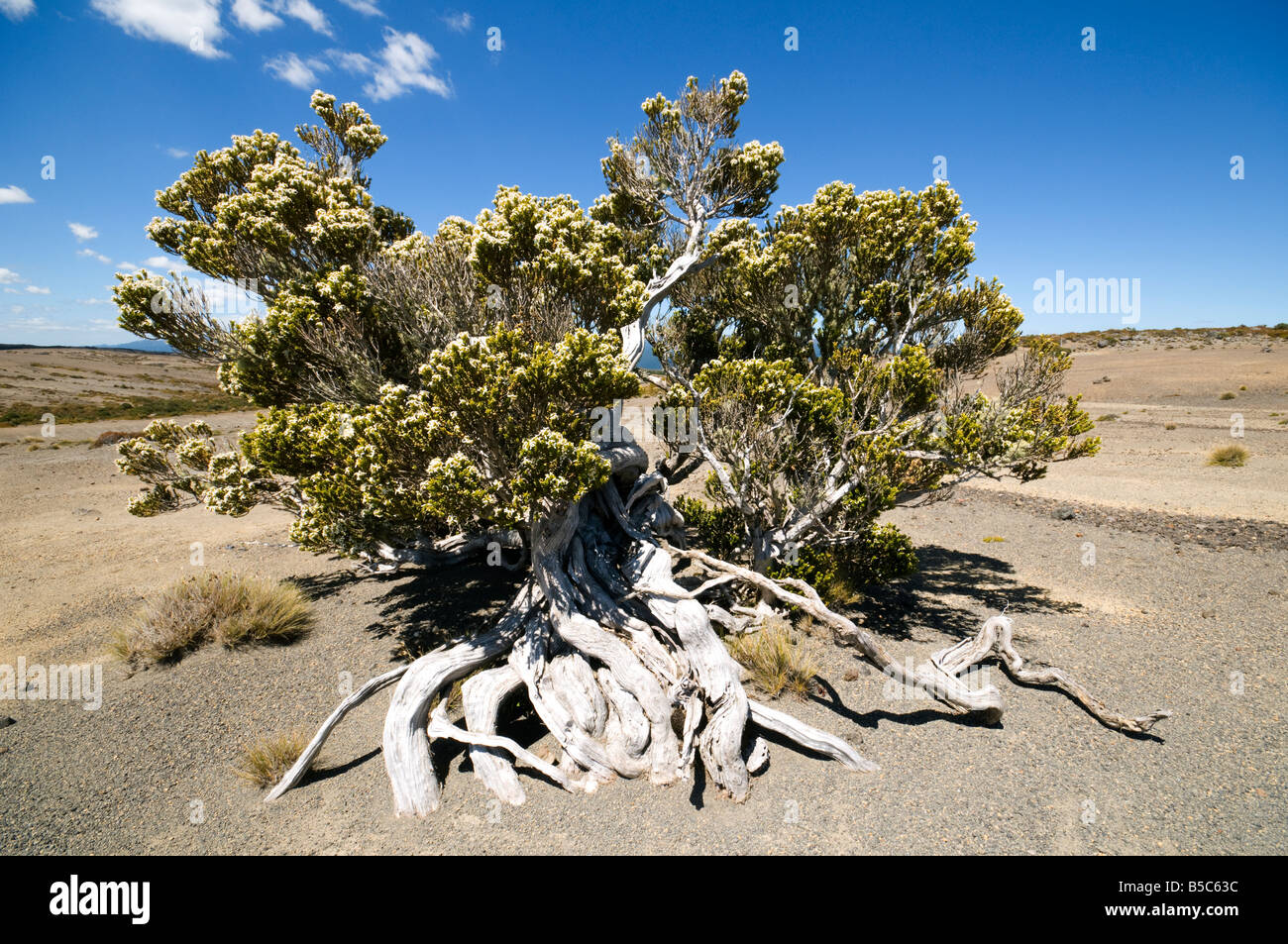 Stunted tree in the Rangipo Desert, Tongariro Northern Circuit, North Island, New Zealand Stock Photo