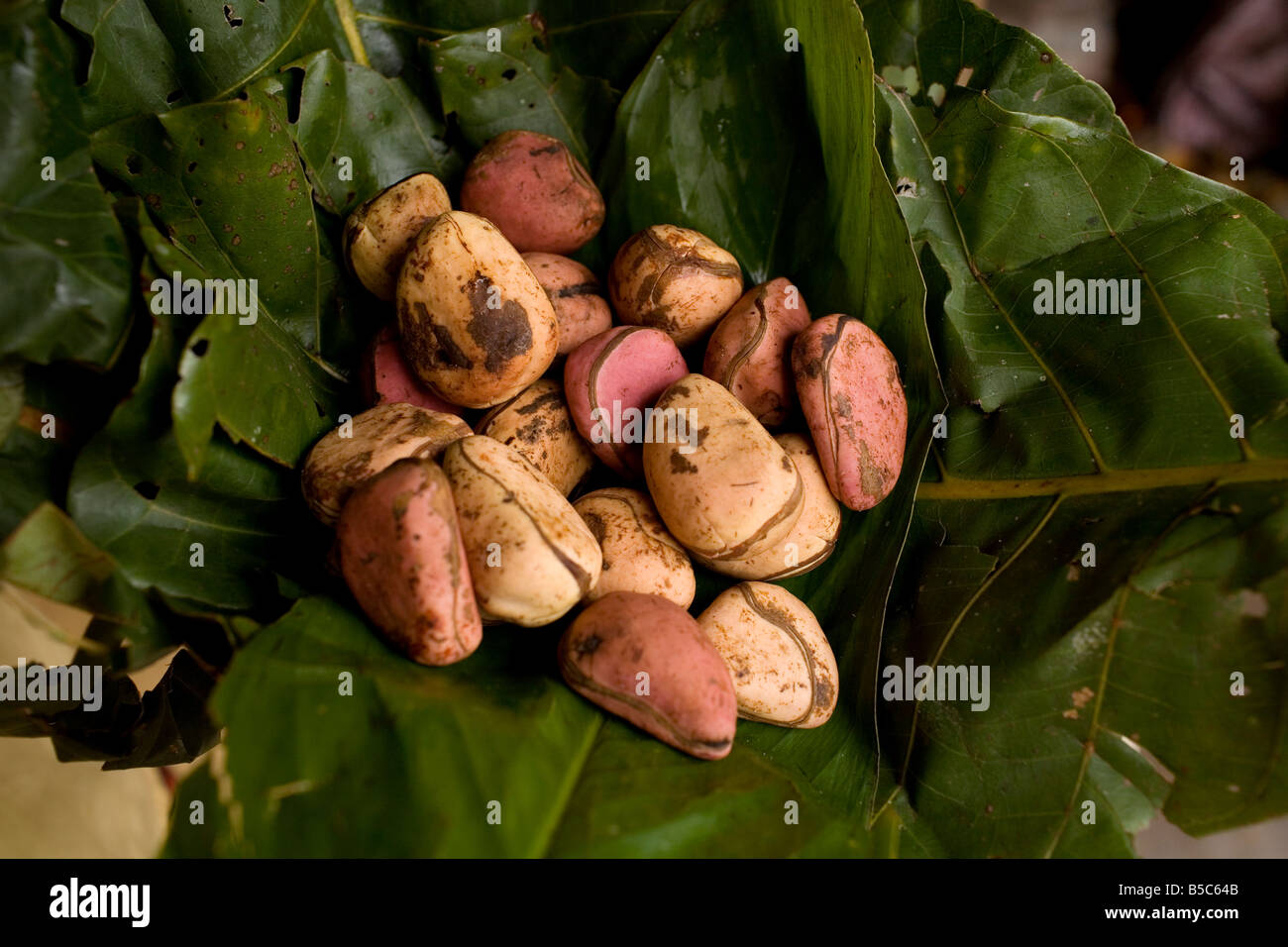 Kola Nut Tree
