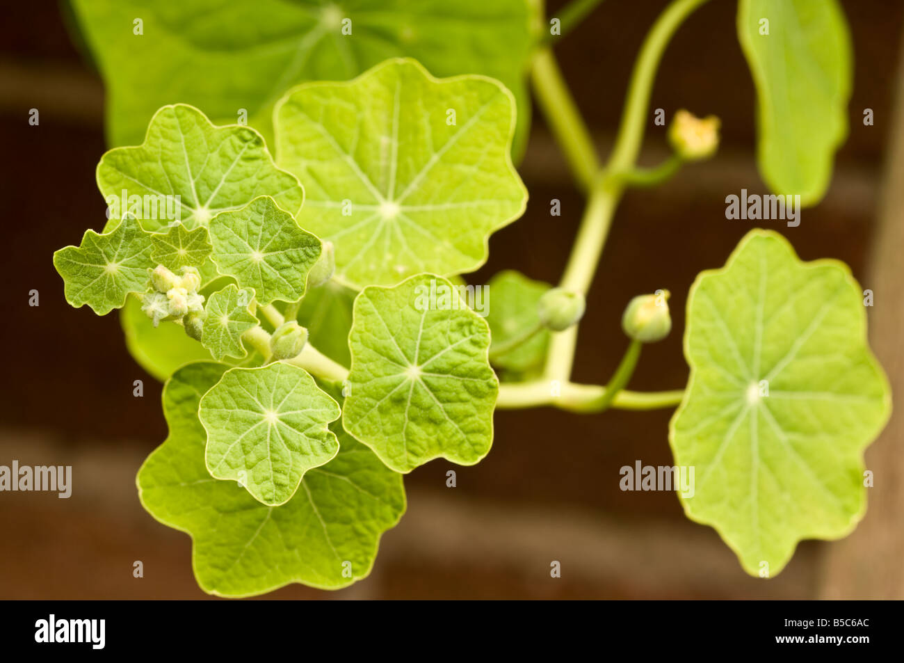 Nasturtium Leaves Flower Buds Stock Photo Alamy