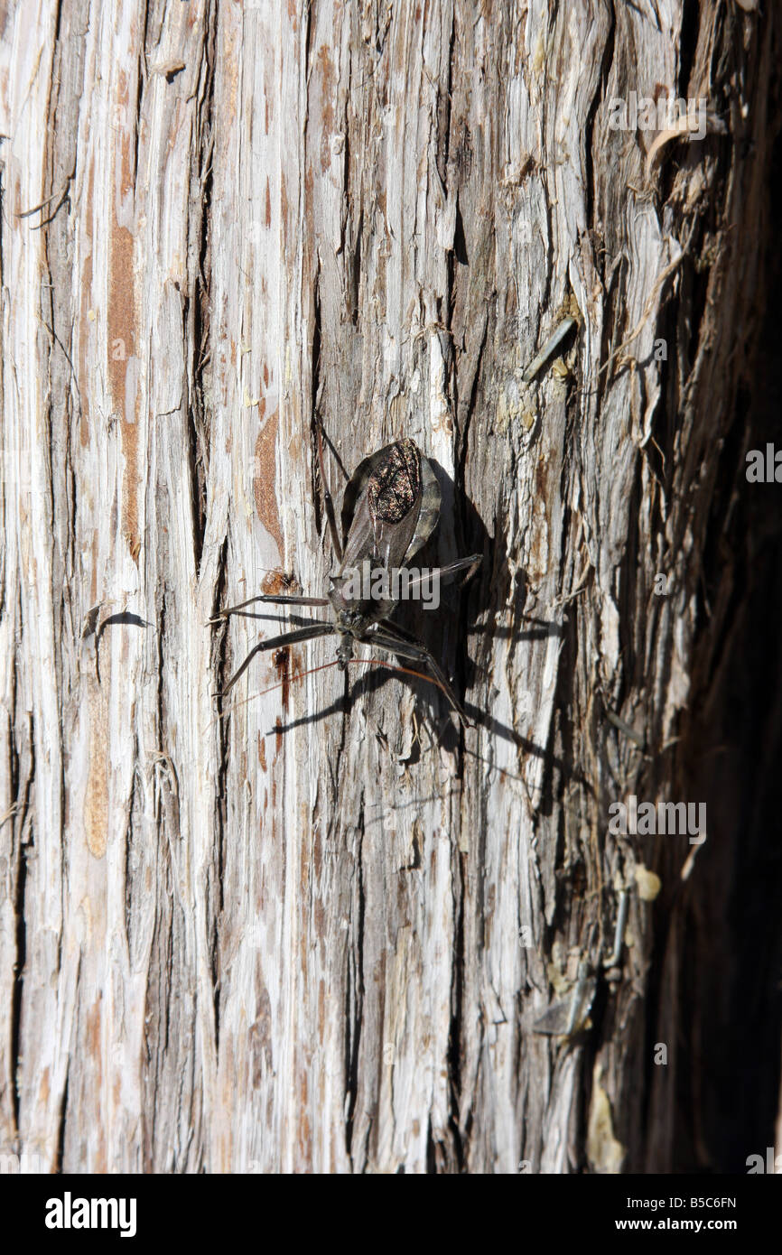 A prehistoric looking bug on a tree in northern Missouri Stock Photo