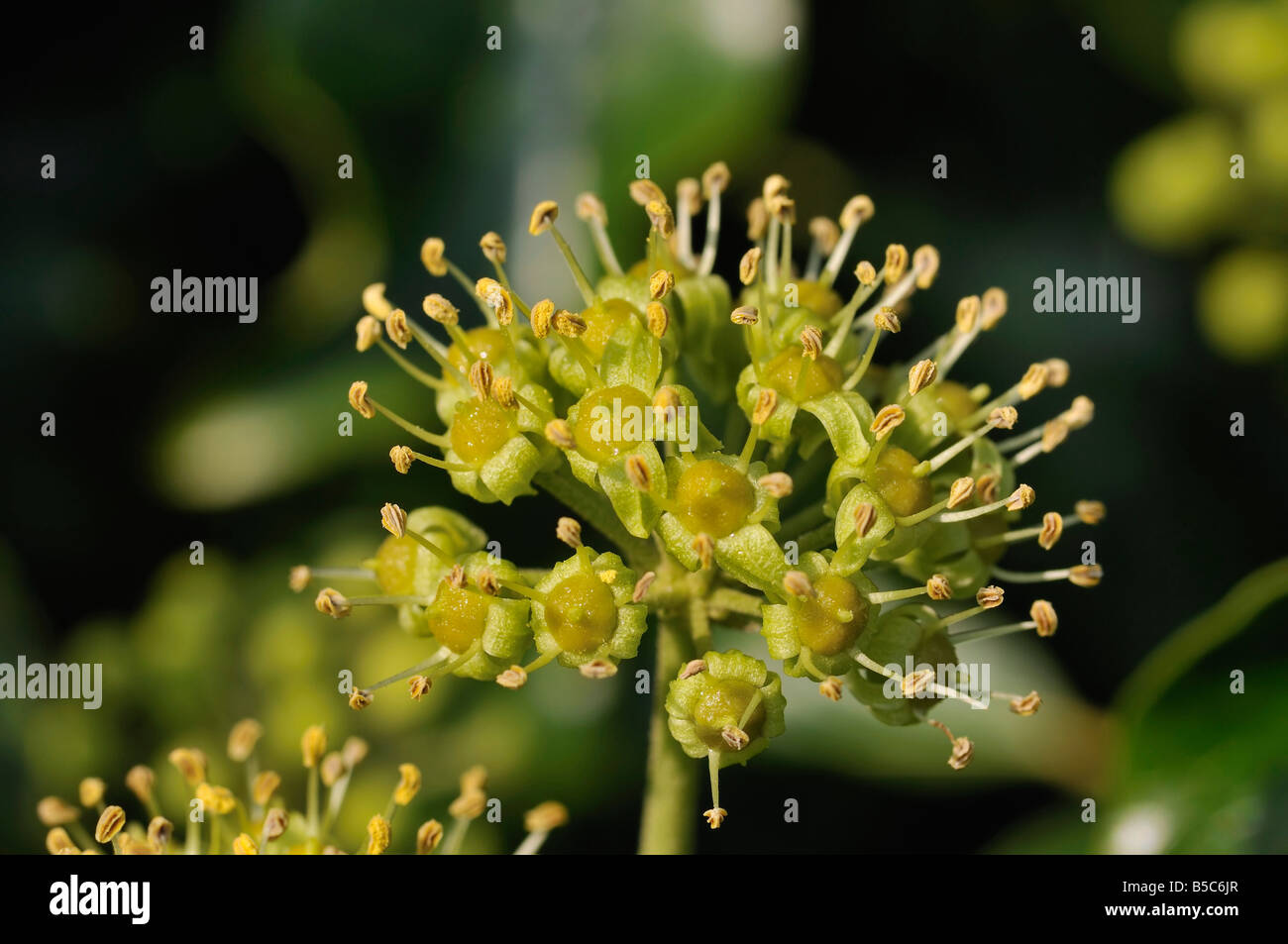 Ivy flower Hedera helix Stock Photo Alamy