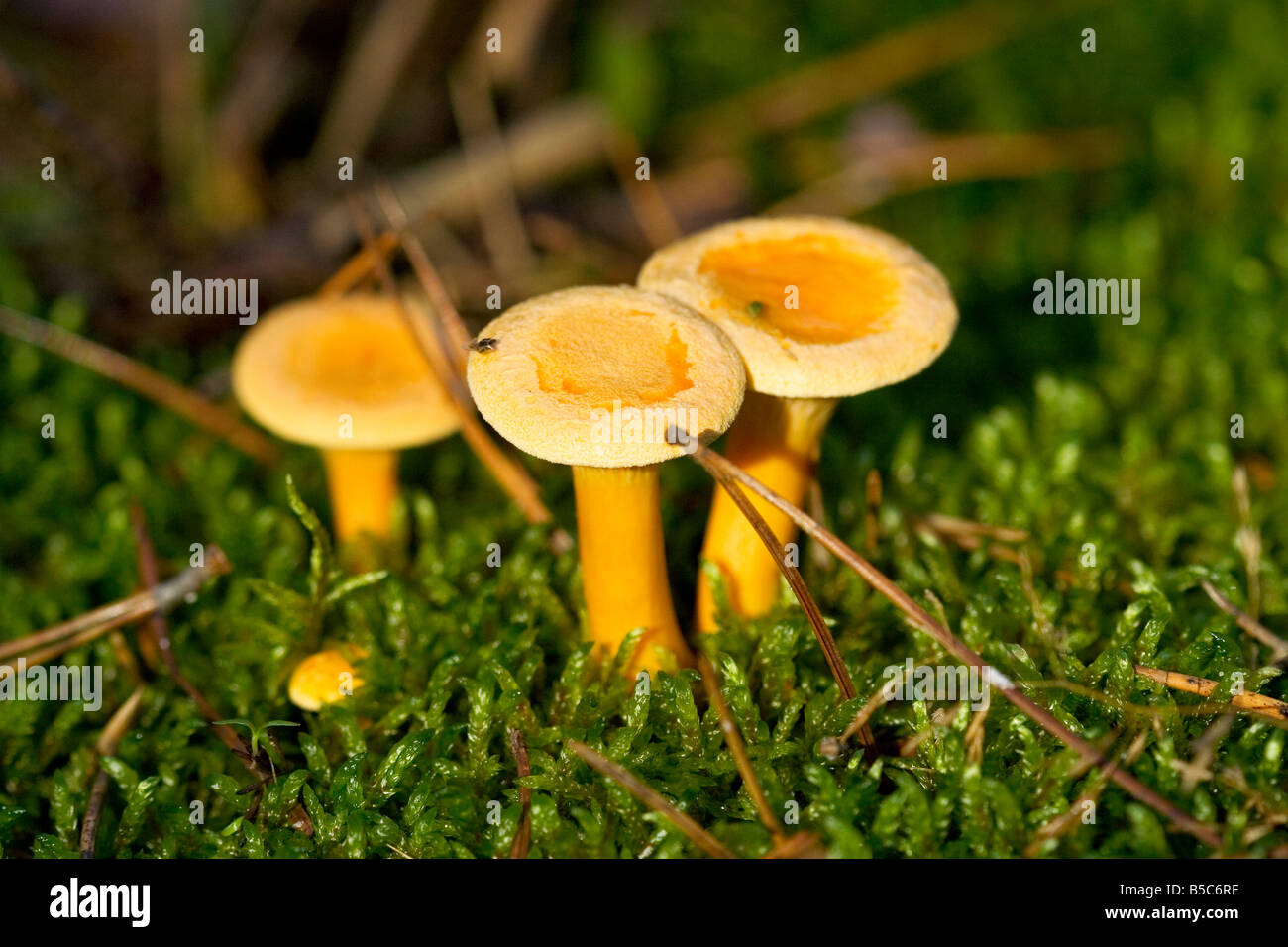 Forest mushroom Cantharellus cibarius Chanterelle Stock Photo