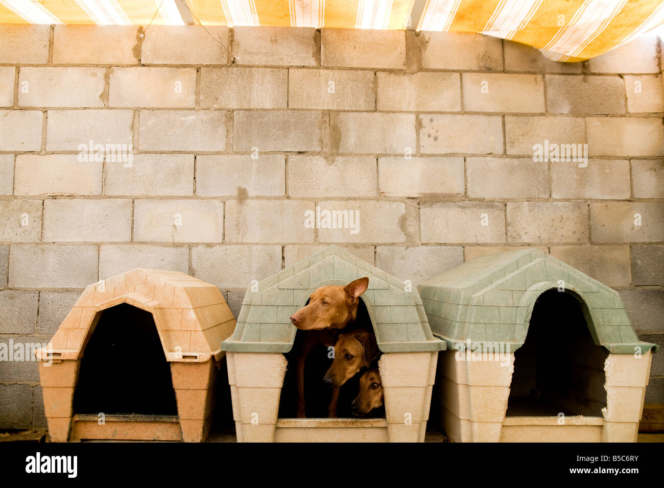 Three dogs together in a small dog house. Stock Photo