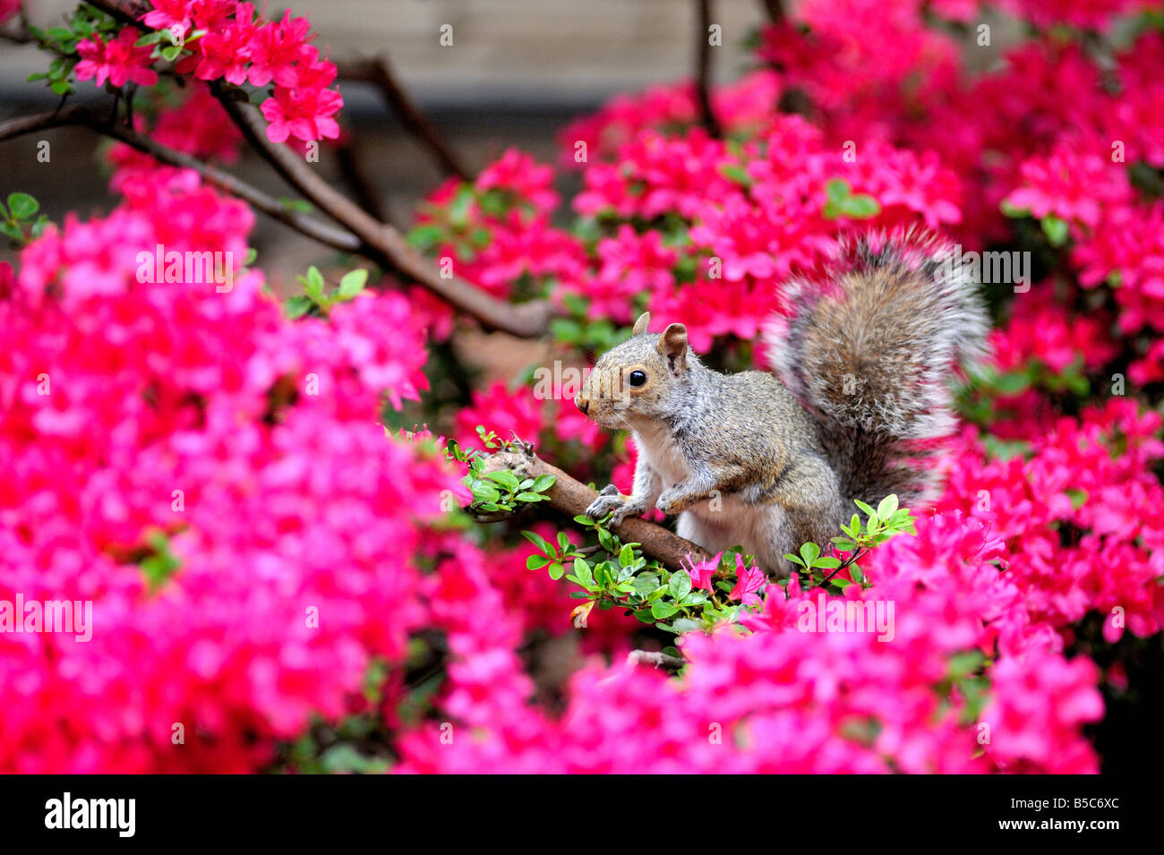Azalea bush hires stock photography and images Alamy