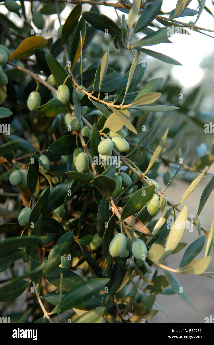 Olives growing in olive grove Tuscany italy Stock Photo Alamy
