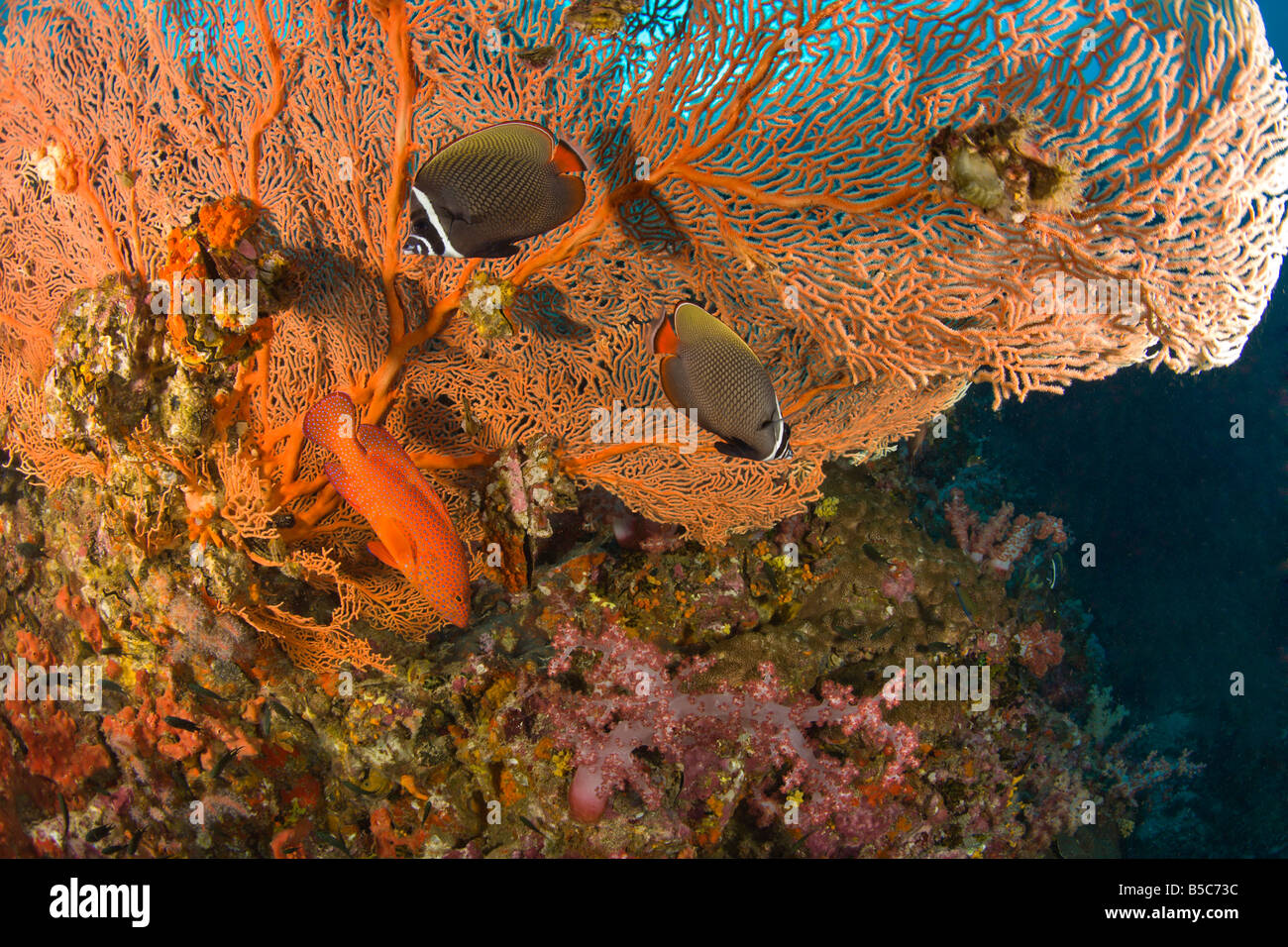 Collared Fish Collare hi-res stock photography and images - Alamy