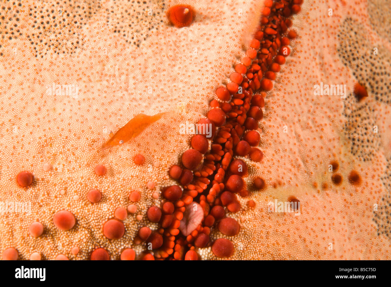 Starfish Shrimp (Periclimenes soror), Cushion Sea Star (Culcita novaguineae) Stock Photo