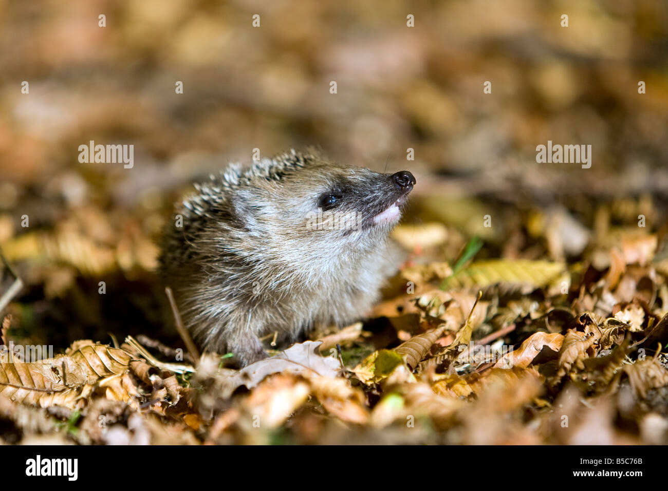 Europäischer Igel young hedgehog Erinaceus europaeus sniffing the air in a beech forest Stock Photo