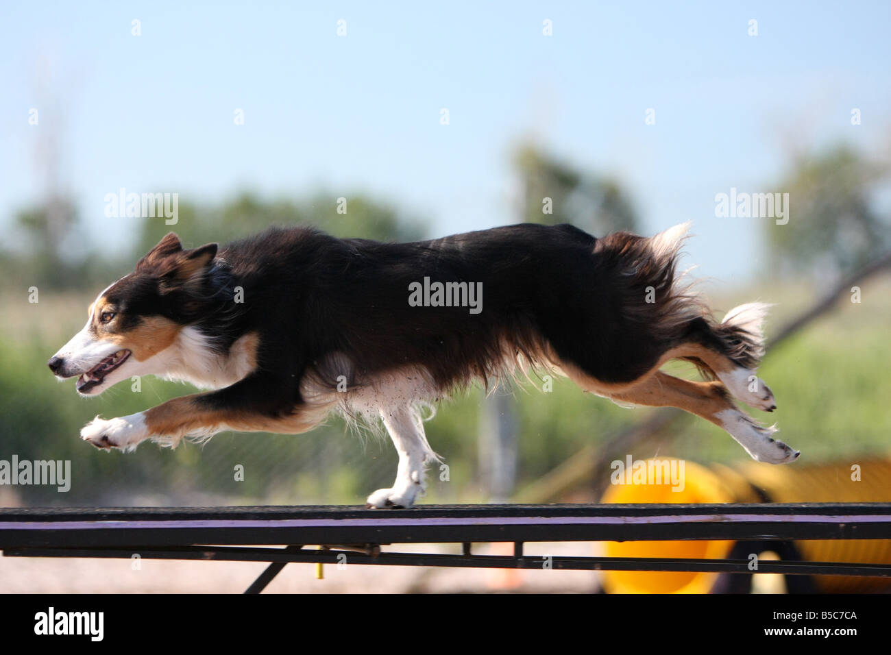 Border collie running across a dog walk at an agility trial. Stock Photo