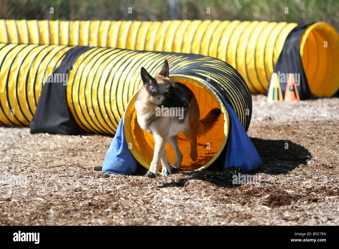 German shepherd dog running out of a tunnel at an agility trial. Stock Photo