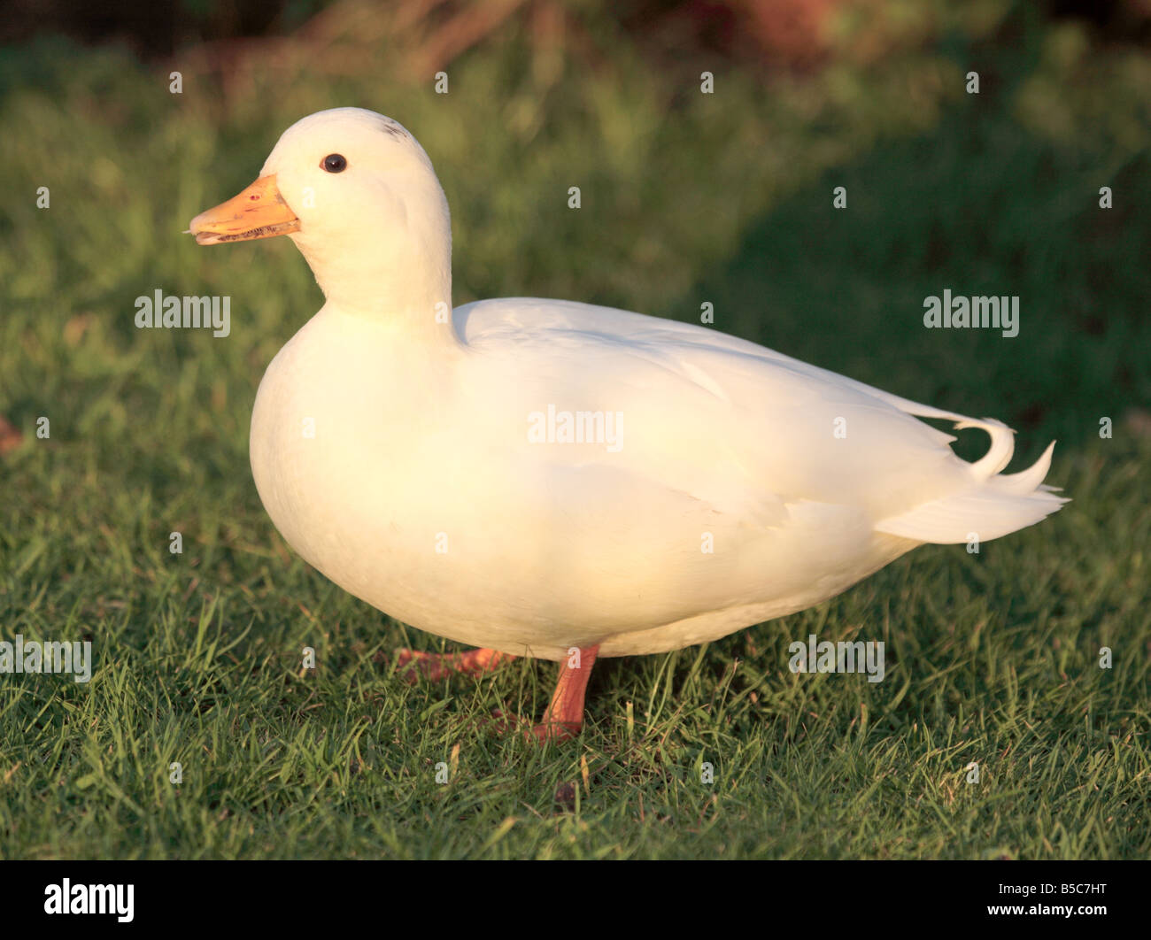White Call duck drake Stock Photo