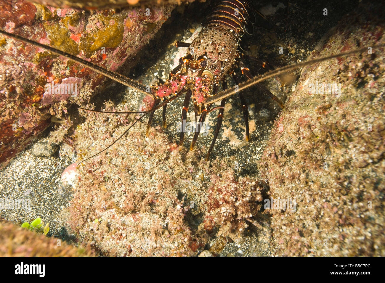 Lobster, North shore of Maui, Hawaii, USA Stock Photo Alamy