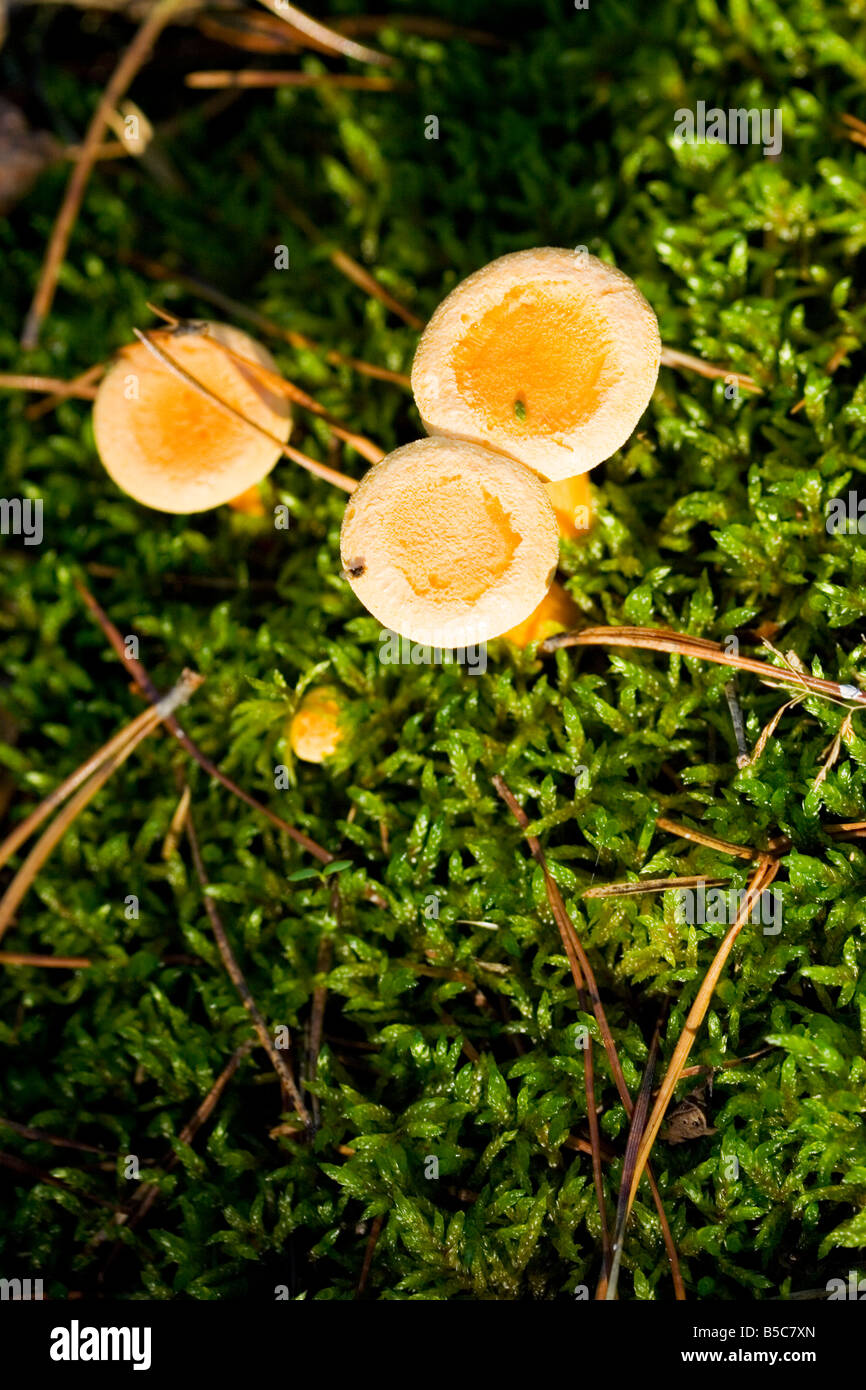 Cantharellus cibarius forest mushroom from top view Chanterelle Stock Photo