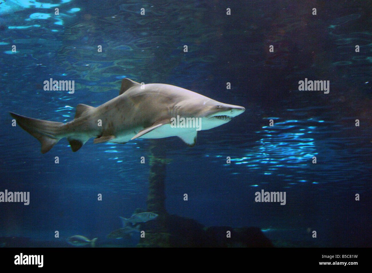 Sand Tiger Shark [L'Aquarium Barcelona, Moll d’Espanya del Port Vell, Barcelona, Catalonia, Spain, Europe].                    . Stock Photo