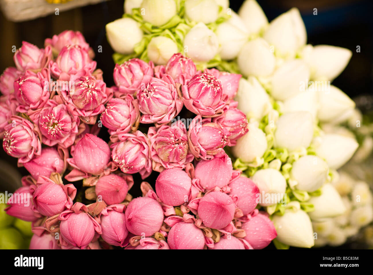 Pink White Flowers High Resolution Stock Photography and Images - Alamy
