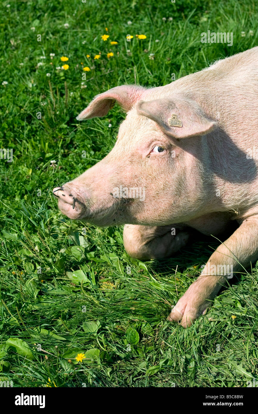 Landrasse Sau female domestic pig Sus scrofa domestica on an organic farm Stock Photo