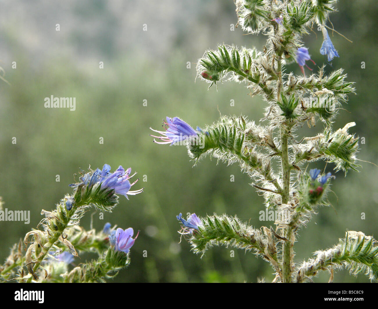 dreamy image of purple blue flowers hairy leaves and stalks of wild vipers bugloss (Echium vulgare) Stock Photo