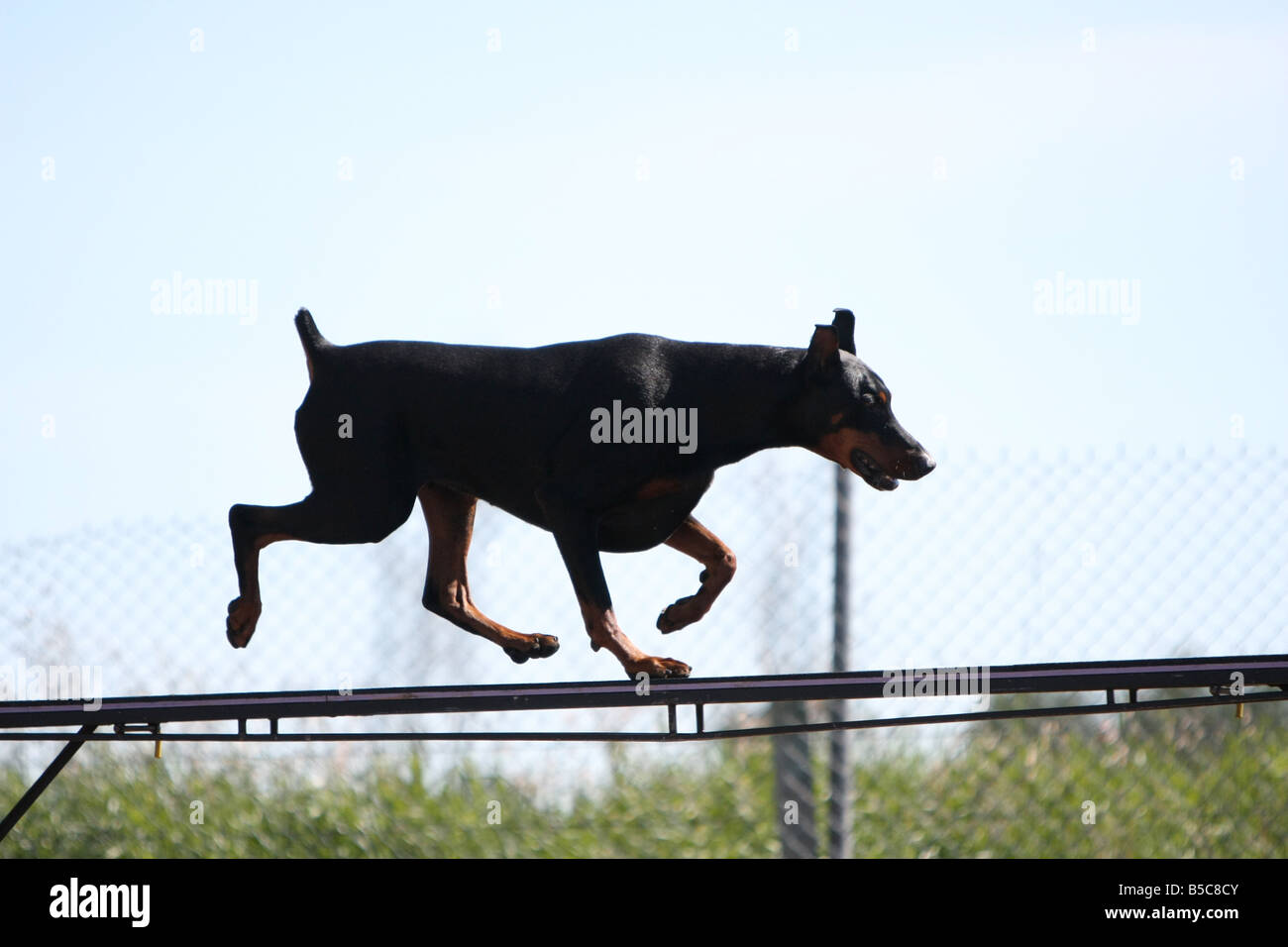 can doberman jump a fence