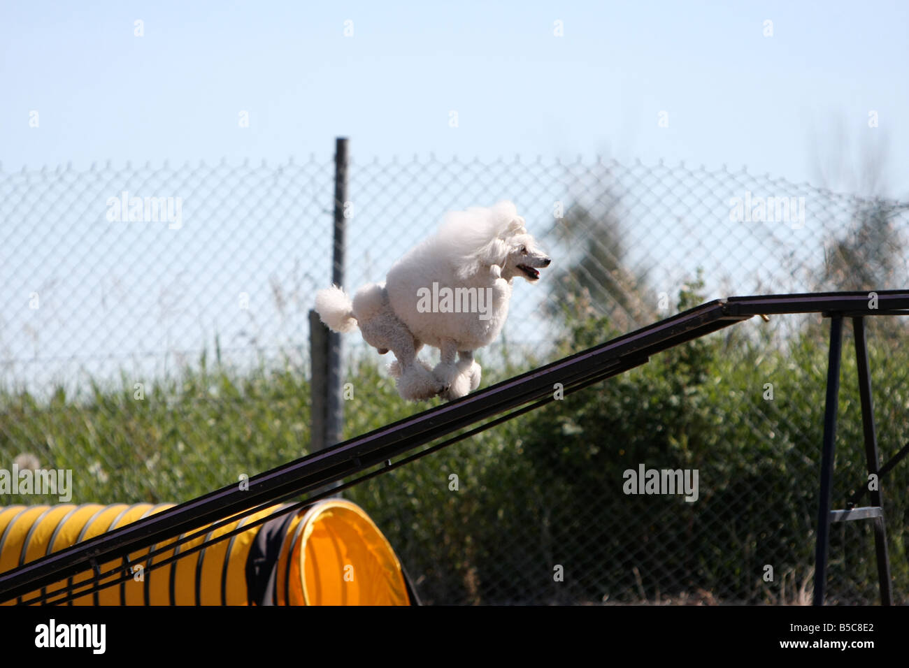 White poodle running up the dog walk at an agility trial. Stock Photo