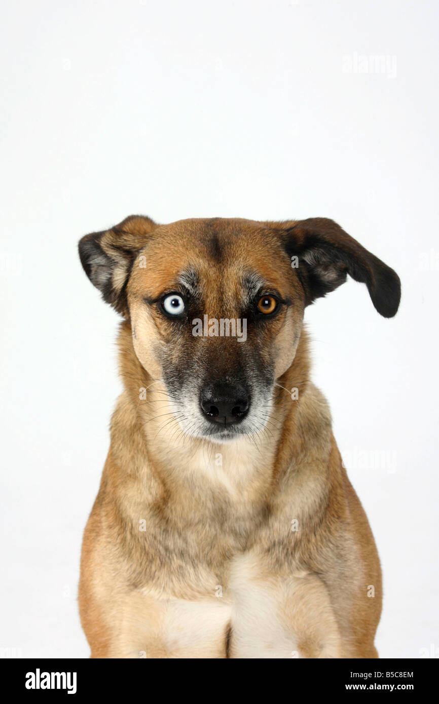 Mixed Breed Dog odd eyed Stock Photo