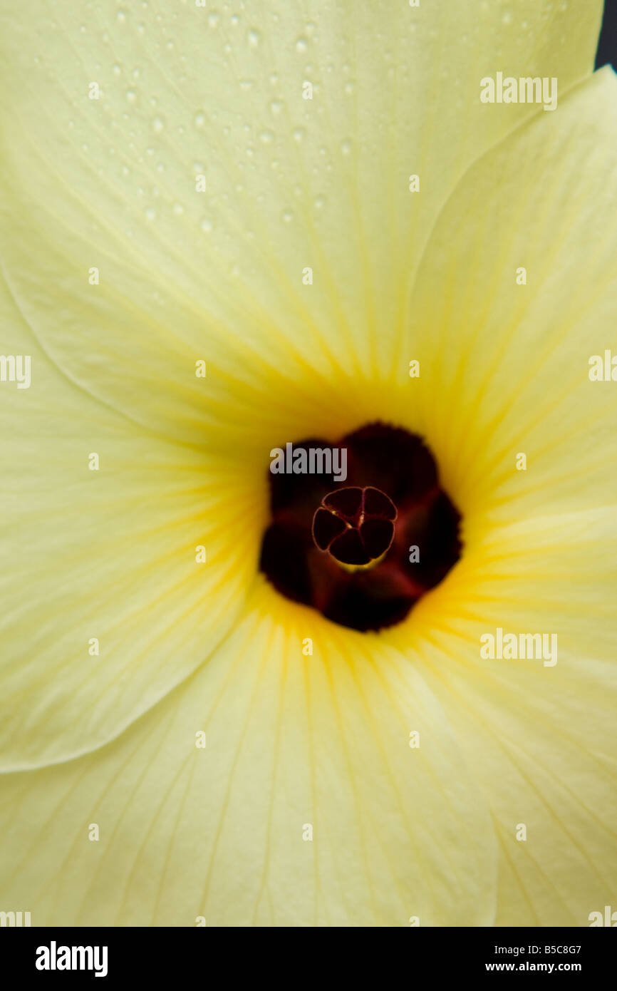 Blooming Okra flower Stock Photo Alamy