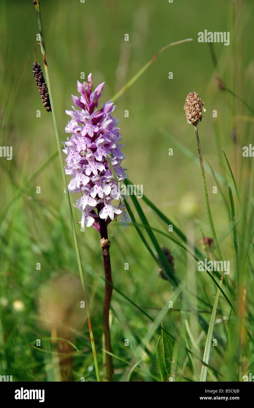 common-spotted-orchid-dactylorhiza-fuchsii-in-hod-hill-in-dorset