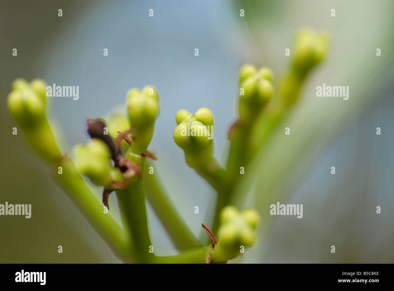 Cloves plant in its natural habitat in Kerala, South India Stock Photo